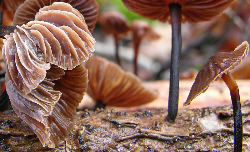 5 giorni d''acqua...poi i funghi (25 novembre)